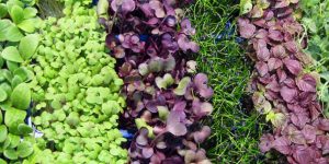 Microgreens